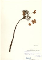 藏品(大枝掛繡球)的圖片